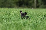 BOULEDOGUE FRANCAIS 735